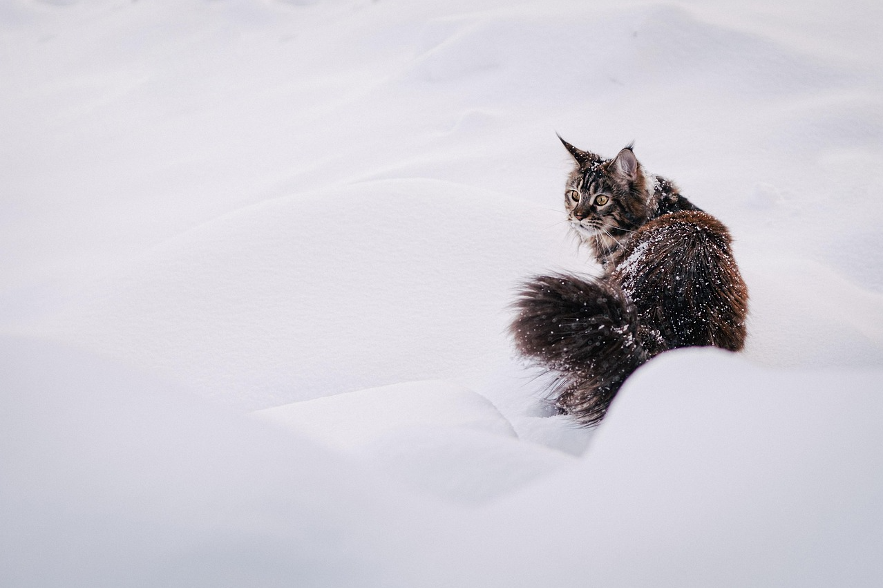 猫