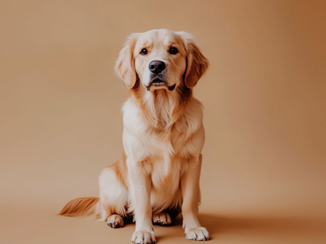 狗