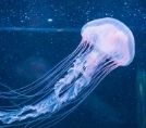A close-up of a jellyfish floating underwater