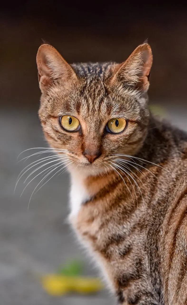 un gato mira fijamente a la cámara